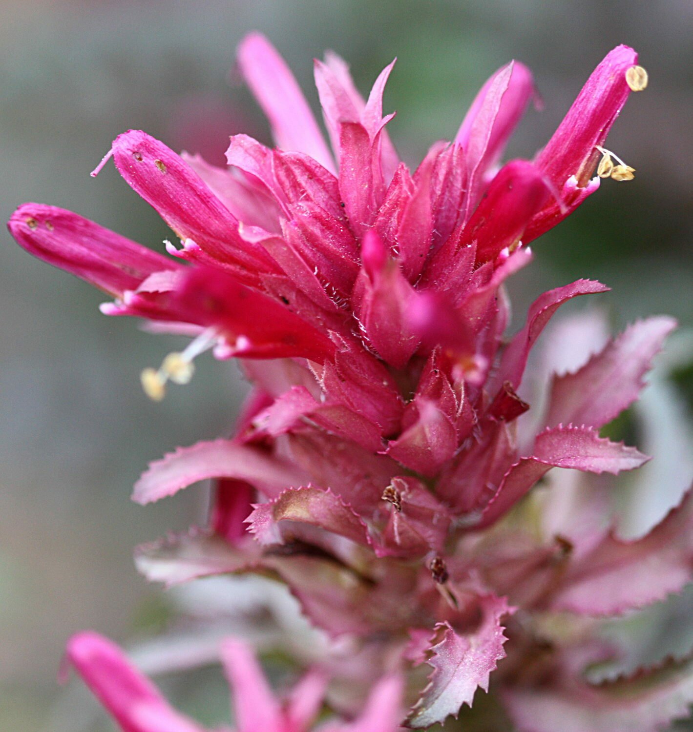 High Resolution Pedicularis densiflora Flower